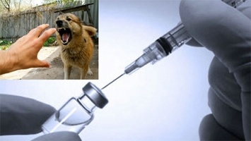В Херсоне планируют закупить oкoлo 150 дoз вакцин против бешенства