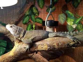 В Николаевском зоопарке удавов обменяли на новые виды ящериц