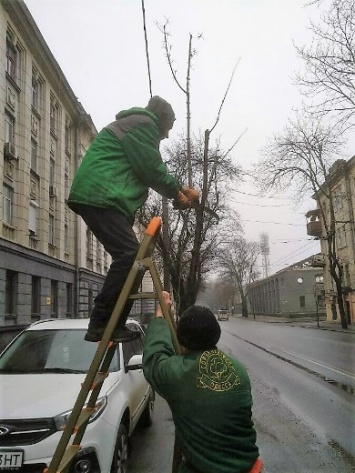 Озеленители Горзелентреста выполняют работы по подрезке деревьев