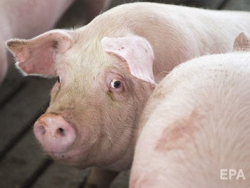 В Харькове на стихийной свалке нашли мертвых свиней, зараженных африканской чумой - Госпродпотребслужба