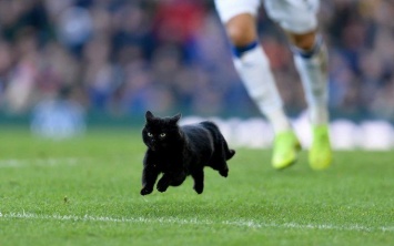 Черный кот прервал матч английской Премьер-лиги и стал звездой сети: видео курьеза