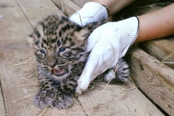 В Индии в багаже пассажира нашли детеныша леопарда
