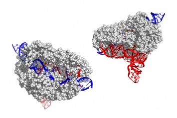 Ученые нашли новый и меньший редактор гена CRISPR, названный CasX