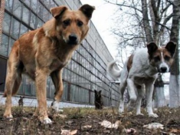 За стерилизацию каждой собаки в Мелитополе харьковская фирма желает получать 2200 гривен