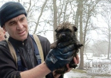 На Криворожской улице в Каменском пожарные спасли щенка, который упал в канализацию