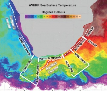 Разность температур воды может создать новые виды морских существ