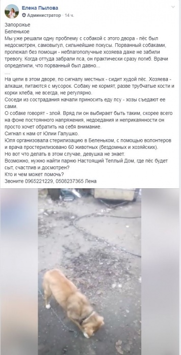 В Запорожской области хозяева отбирают еду у своих собак и едят ее сами (ФОТО)