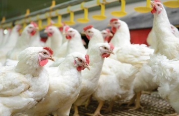 Снигиревская птицефабрика возобновляет работу. В планах - 113 млн. яиц в год
