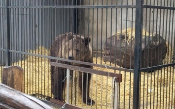 В запорожский зоопарк привезут последних животных из Покровска