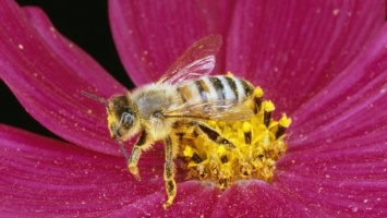 Медоносная пчела способна выполнять математические действия - сложение и вычитание