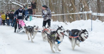 Харьковчан приглашают в Песочин на гонки на ездовых собаках