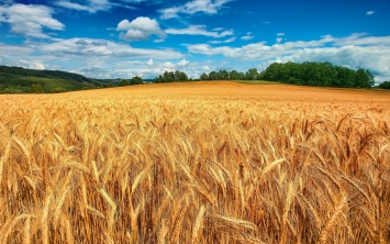 Аграрный холдинг провернул многомиллионную аферу: «зерновая пирамида»
