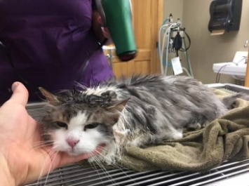 В США ветеринары оживили замерзшую кошку (фото)
