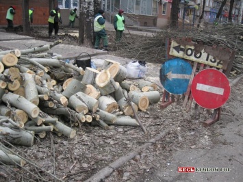 В Кривом Роге продолжается варварское «омоложение» деревьев - дрова заготавливали на пр. Мира (фото, видео)