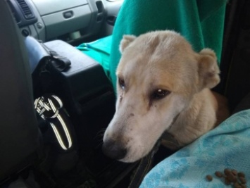 У жителей Запорожской области удалось отобрать истощенного пса (Фото)