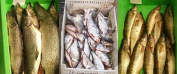 В Запорожской области браконьеры за неделю выловили десятки килограмм рыбы