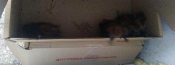 В Днепре с 9-го этажа выбрасывали летучих мышей