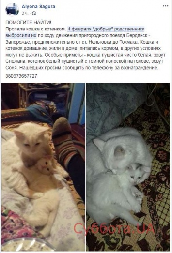 Из запорожского поезда вышвырнули домашнюю кошку с котенком (ФОТО)