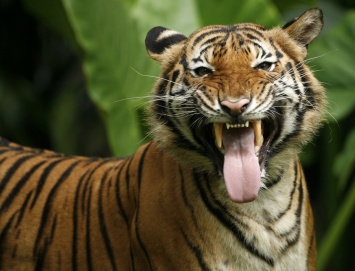Тигр растерзал свою партнершу в зоопарке: "шансов на спасение не было"