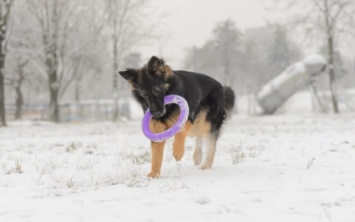 День из жизни собаки: Запорожский фотограф показал уникальные кадры (ФОТО)