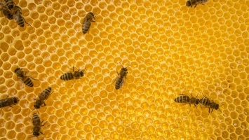 В Финляндии хотят вывести морозоустойчивых пчел