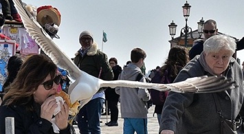В Венеции чайки начали нападать на туристов
