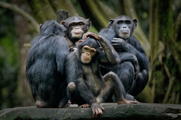 Сообразительные: шимпанзе сбежали из ирландского зоопарка, соорудив из поломанных веток «лестницу»
