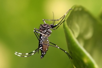 Биологи измерили слух комаров