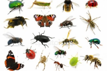 Что случится с насекомыми в скором времени