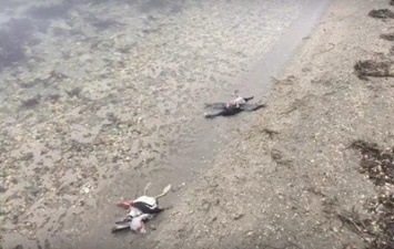 Массовую гибель птиц выявили в Крыму