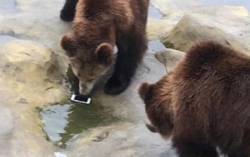 Турист "покормил" медведей своим iPhone