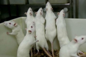 От украинских чипсов и сухарей умирают мыши - эксперимент