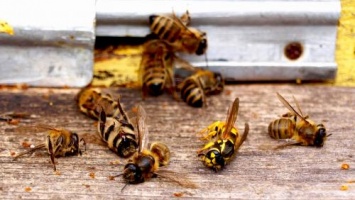 Ученые: Планета может погибнуть из-за массового исчезновения насекомых