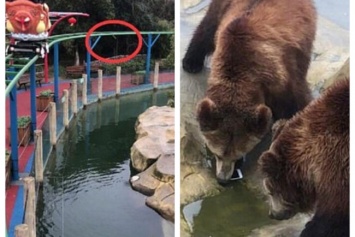 В Китае турист накормил медведя своим iPhone