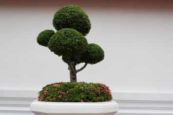 В Японии украли уникальное дерево бонсай (Фото)