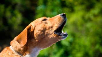 В одном из французских городов ввели штрафы за "чрезмерный" лай собак