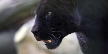 В Кении впервые за 100 лет сфотографировали уникального черного леопарда