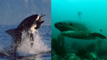 Исчезновение больших белых акул изменило экосистему