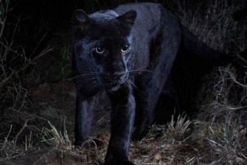 В Африке впервые за сто лет сфотографировали редкого черного леопарда