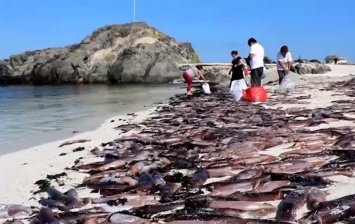 Кладбище каракатиц. На пляже в Чили обнаружили тысячи мертвых моллюсков