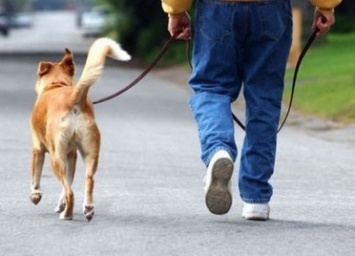 Мэр французского города запретил собакам долго лаять