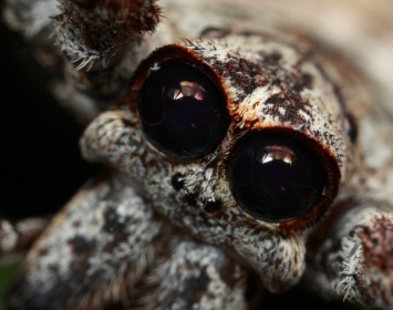 Ученые нашли древних пауков, у которых светятся глаза в темноте