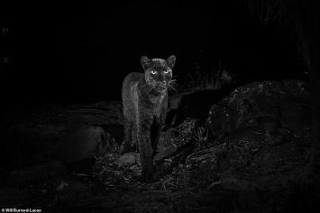 Впервые за 100 лет в Африке сфотографировали черного леопарда