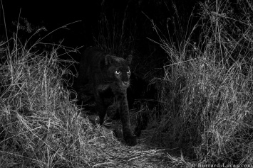 В Кении запечатлели черного леопарда