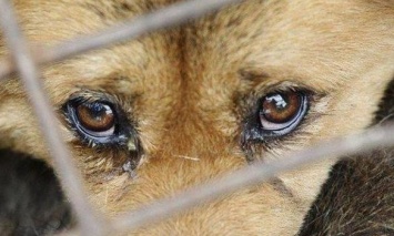 В Киеве будут судить мужчину, который избил собаку