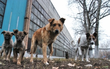 Живодер сознался в массовом отравлении собак в Запорожье (ФОТО)