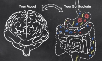 Кишечные бактерии способны влиять на настроение