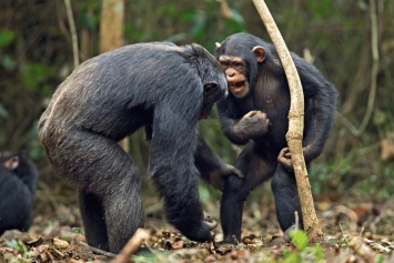 Ученые обнаружили сходства между языком шимпанзе и человека