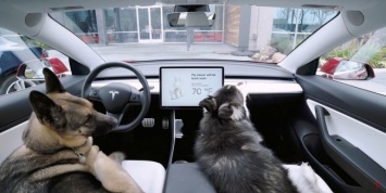У электрокаров Tesla появился «собачий» режим
