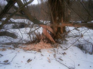 В полтавском парке показали дерево, уничтоженное бобром (фото)